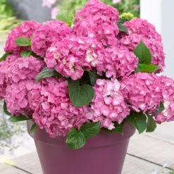 3x Hydrangea Macrophylla Mix – Hortensia – Arbuste - Rustique – ⌀10.5 Cm - ↕20-25 Cm -Flora Soldes 640b755130da50.05303611