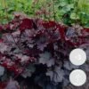 3x Heuchera Micrantha 'palace Purple' - Purple Bell - Vivace - Rustique – ⌀9 Cm - ↕10-15 Cm -Flora Soldes 640b7565b21642.99853932