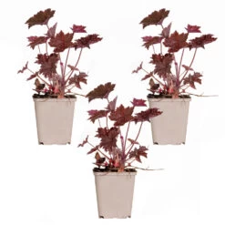 3x Heuchera Micrantha 'palace Purple' - Purple Bell - Vivace - Rustique – ⌀9 Cm - ↕10-15 Cm -Flora Soldes 640b7565c58701.66410695