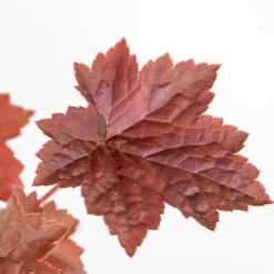 3x Heuchera Micrantha 'palace Purple' - Purple Bell - Vivace - Rustique – ⌀9 Cm - ↕10-15 Cm -Flora Soldes 640b7565edf4b8.10650712