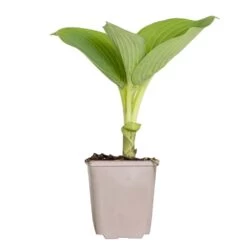 Hosta Sieboldiana 'elegans' - Lys Coeur - Vivace - Rustique – ⌀9 Cm - ↕10-15 Cm -Flora Soldes 640b7566bf29d9.04554643