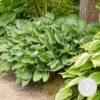Hosta Sieboldiana 'elegans' - Lys Coeur - Vivace - Rustique – ⌀9 Cm - ↕10-15 Cm -Flora Soldes 640b7566c25558.60984327