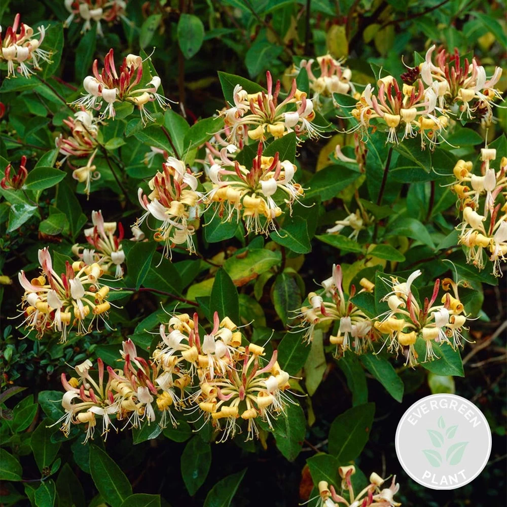 Lonicera Henryi – Chèvrefeuille – Plante Grimpante – Persistant - ⌀15 Cm - ↕60-70 Cm 3 Lonicera Henryi – Chèvrefeuille – Plante Grimpante – Persistant - ⌀15 Cm - ↕60-70 Cm