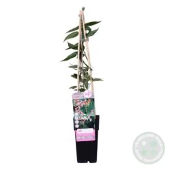 Lonicera Henryi – Chèvrefeuille – Plante Grimpante – Persistant - ⌀15 Cm - ↕60-70 Cm 11 Lonicera Henryi – Chèvrefeuille – Plante Grimpante – Persistant - ⌀15 Cm - ↕60-70 Cm -Flora Soldes 640b756d12b346.13735927
