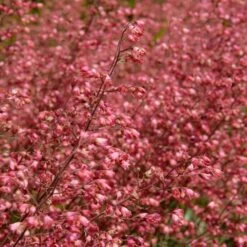6x Heuchera Sanguinea 'splendens' - Campanule Pourpre - Vivace - Rustique – ⌀9 Cm - ↕10-15 Cm -Flora Soldes 640b756ea5fe44.25663321