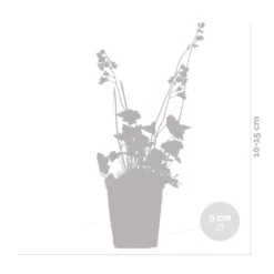 6x Heuchera Sanguinea 'splendens' - Campanule Pourpre - Vivace - Rustique – ⌀9 Cm - ↕10-15 Cm -Flora Soldes 640b756ea9a5b7.44021710
