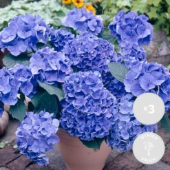 3x Hydrangea Macrophylla 'early Blue' - Hortensia - Arbuste - Rustique – ⌀10.5 Cm - ↕20-25 Cm -Flora Soldes 640b756fb12fc8.37105348