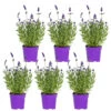 6x Lavandula Angustifolia 'ardèche Blue' - Lavande - Arbuste - Rustique – ⌀10.5 Cm - ↕10-15 Cm -Flora Soldes 640b75717ab6c1.72123439