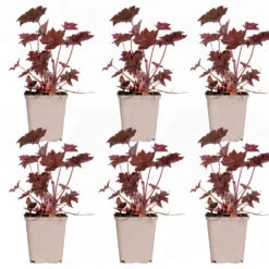 6x Heuchera Micrantha 'palace Purple' - Purple Bell - Vivace - Rustique – ⌀9 Cm - ↕10-15 Cm -Flora Soldes 640b75728b7515.14498927