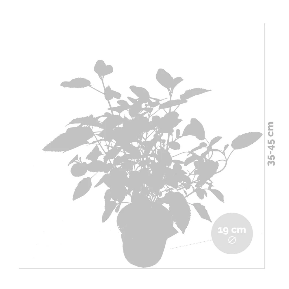 Hydrangea Paniculata 'little Lime' - Hortensia Panache - Arbuste - Rustique – ⌀19 Cm - ↕35-45 Cm 6 Hydrangea Paniculata 'little Lime' - Hortensia Panache - Arbuste - Rustique – ⌀19 Cm - ↕35-45 Cm - Image 4