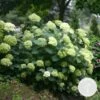 Hydrangea Paniculata 'little Lime' - Hortensia Panache - Arbuste - Rustique – ⌀19 Cm - ↕35-45 Cm 1 Hydrangea Paniculata 'little Lime' - Hortensia Panache - Arbuste - Rustique – ⌀19 Cm - ↕35-45 Cm -Flora Soldes 640b757592fdb9.21773754