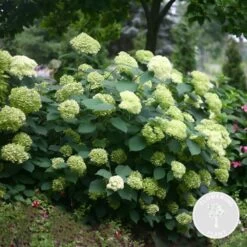 Hydrangea Paniculata 'little Lime' - Hortensia Panache - Arbuste - Rustique – ⌀19 Cm - ↕35-45 Cm