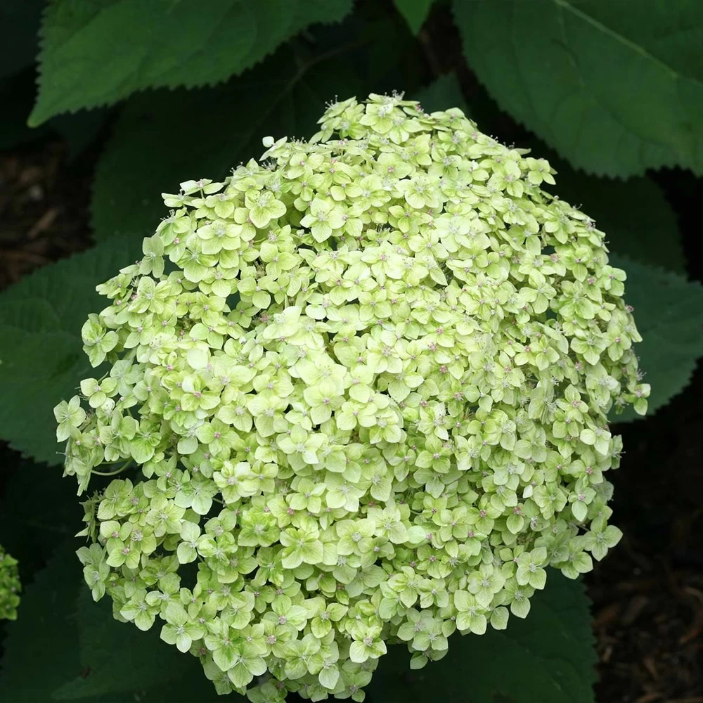 Hydrangea Paniculata 'little Lime' - Hortensia Panache - Arbuste - Rustique – ⌀19 Cm - ↕35-45 Cm 5 Hydrangea Paniculata 'little Lime' - Hortensia Panache - Arbuste - Rustique – ⌀19 Cm - ↕35-45 Cm - Image 3