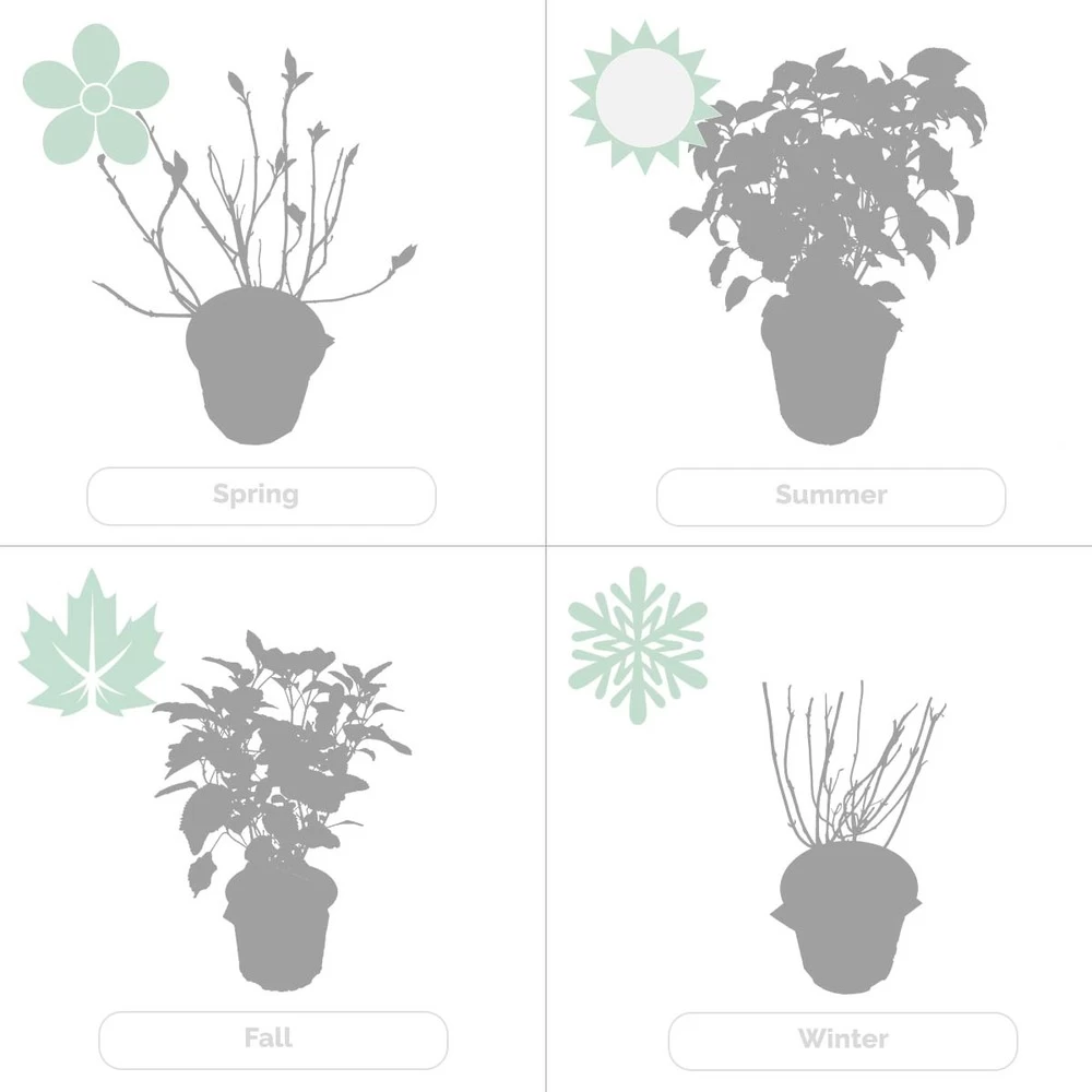 Hydrangea Paniculata 'little Lime' - Hortensia Panache - Arbuste - Rustique – ⌀19 Cm - ↕35-45 Cm 7 Hydrangea Paniculata 'little Lime' - Hortensia Panache - Arbuste - Rustique – ⌀19 Cm - ↕35-45 Cm - Image 5