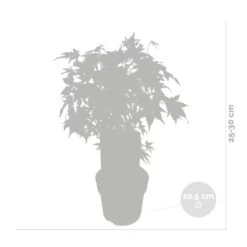 Acer Palmatum 'going Green' - érable Du Japon - Arbuste - Rustique – ⌀10,5 Cm - ↕25-30 Cm -Flora Soldes 640b7579c889d9.37750609