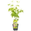Acer Palmatum 'going Green' - érable Du Japon - Arbuste - Rustique – ⌀10,5 Cm - ↕25-30 Cm -Flora Soldes 640b7579dbb254.78393098
