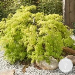 Acer Palmatum 'going Green' - érable Du Japon - Arbuste - Rustique – ⌀10,5 Cm - ↕25-30 Cm -Flora Soldes 640b7579df7bb2.88469830
