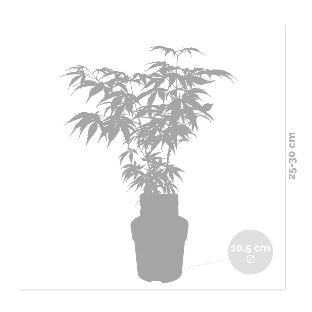 Acer Palmatum 'butterfly' – érable Du Japon – Arbuste – Rustique – ⌀10,5 Cm - ↕25-30 Cm 5 Acer Palmatum 'butterfly' – érable Du Japon – Arbuste – Rustique – ⌀10,5 Cm - ↕25-30 Cm - Image 3