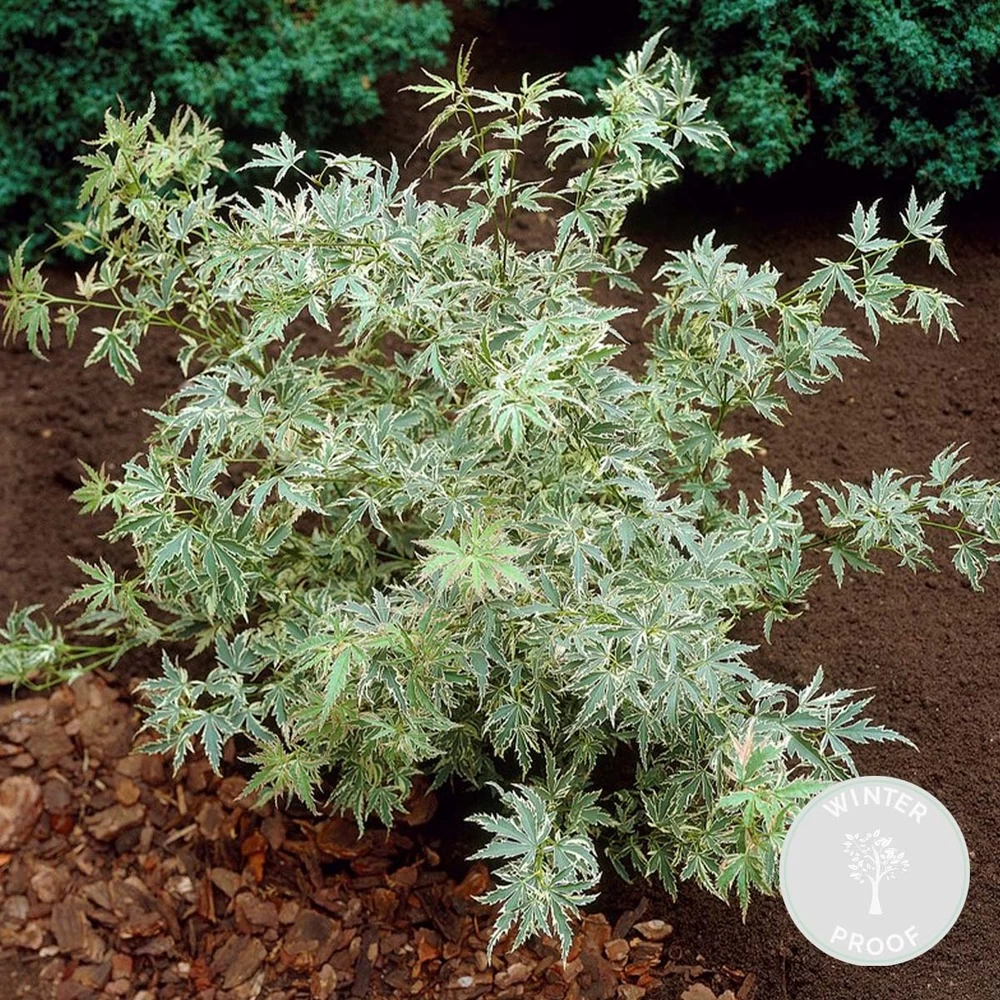 Acer Palmatum 'butterfly' – érable Du Japon – Arbuste – Rustique – ⌀10,5 Cm - ↕25-30 Cm 4 Acer Palmatum 'butterfly' – érable Du Japon – Arbuste – Rustique – ⌀10,5 Cm - ↕25-30 Cm - Image 2