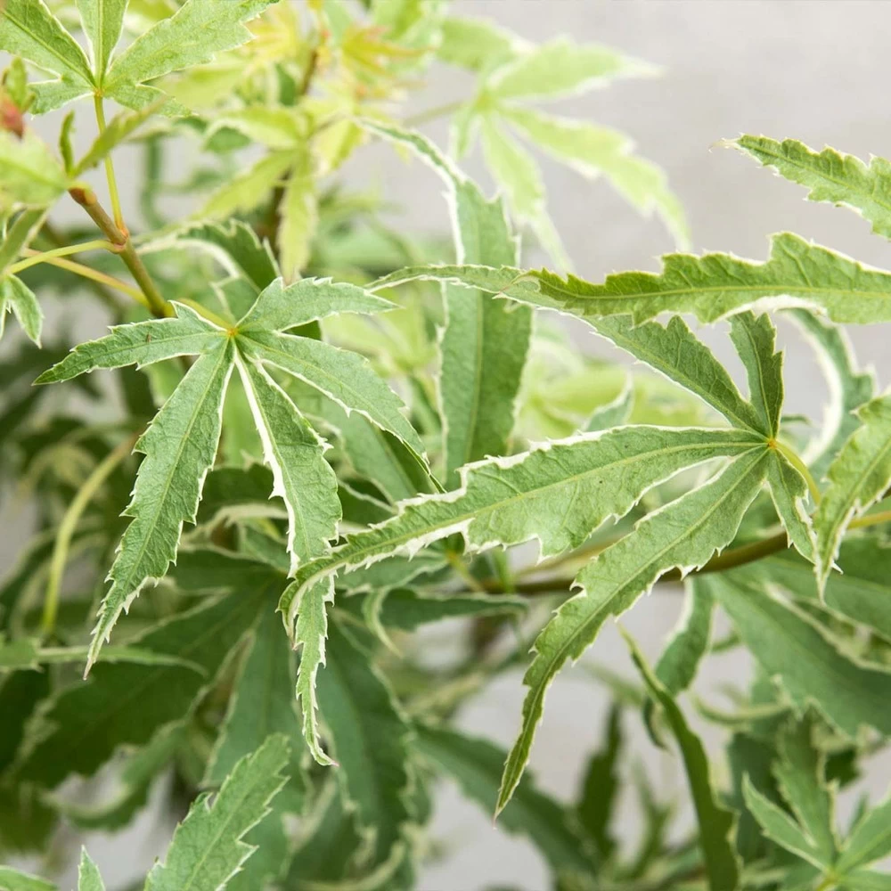 Acer Palmatum 'butterfly' – érable Du Japon – Arbuste – Rustique – ⌀10,5 Cm - ↕25-30 Cm 6 Acer Palmatum 'butterfly' – érable Du Japon – Arbuste – Rustique – ⌀10,5 Cm - ↕25-30 Cm - Image 4