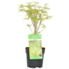 Acer Palmatum 'butterfly' – érable Du Japon – Arbuste – Rustique – ⌀10,5 Cm - ↕25-30 Cm 1 Acer Palmatum 'butterfly' – érable Du Japon – Arbuste – Rustique – ⌀10,5 Cm - ↕25-30 Cm -Flora Soldes 640b75843f6094.94446715