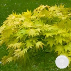 Acer Palmatum 'orange Dream' - érable Du Japon - Arbuste - Rustique - ⌀15 Cm - ↕30-40 Cm -Flora Soldes 640b75850899b3.19219307