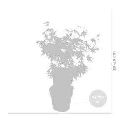 Acer Palmatum 'orange Dream' - érable Du Japon - Arbuste - Rustique - ⌀15 Cm - ↕30-40 Cm -Flora Soldes 640b75850c7fc3.34058057