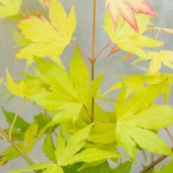 Acer Palmatum 'orange Dream' - érable Du Japon - Arbuste - Rustique - ⌀15 Cm - ↕30-40 Cm -Flora Soldes 640b75850fba80.15442681