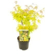 Acer Palmatum 'orange Dream' - érable Du Japon - Arbuste - Rustique - ⌀15 Cm - ↕30-40 Cm -Flora Soldes 640b75851a6057.64105101