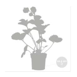 3x Fragaria 'pink Summer Breeze' – Fraisier – Entretien Facile – ⌀10,5 Cm - ↕15-20 Cm -Flora Soldes 640b77b9e4eae9.23261391