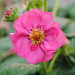 3x Fragaria 'pink Summer Breeze' – Fraisier – Entretien Facile – ⌀10,5 Cm - ↕15-20 Cm -Flora Soldes 640b77ba252ea0.06918409