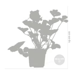 3x Fragaria 'snow Summer Breeze' – Fraisier – Entretien Facile – ⌀10,5 Cm - ↕15-20 Cm -Flora Soldes 640b77bf29ba88.10497191