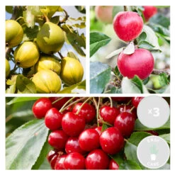 3x Mini Fruit Mix – Arbres Fruitiers – Facile D'entretien – ⌀9 Cm - ↕30-35 Cm -Flora Soldes 640b77c3ab59c7.34548544