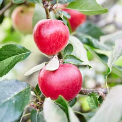 3x Mini Fruit Mix – Arbres Fruitiers – Facile D'entretien – ⌀9 Cm - ↕30-35 Cm -Flora Soldes 640b77c3b6c818.93588649