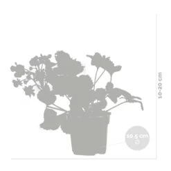 3x Fragaria 'red Summer Breeze' – Fraisier – Entretien Facile – ⌀10,5 Cm - ↕15-20 Cm -Flora Soldes 640b77c82882e9.60853617