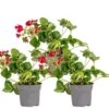 3x Fragaria 'red Summer Breeze' – Fraisier – Entretien Facile – ⌀10,5 Cm - ↕15-20 Cm -Flora Soldes 640b77c8363a86.79711166