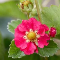3x Fragaria 'red Summer Breeze' – Fraisier – Entretien Facile – ⌀10,5 Cm - ↕15-20 Cm -Flora Soldes 640b77c8530836.31029797