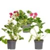 3x Fragaria Summer Breeze Mix – Fraisier – Facile D'entretien – ⌀10,5 Cm - ↕15-20 Cm -Flora Soldes 640b77c93537e3.55146215