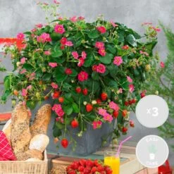 3x Fragaria Summer Breeze Mix – Fraisier – Facile D'entretien – ⌀10,5 Cm - ↕15-20 Cm -Flora Soldes 640b77c938fd70.79857815