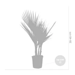 2x Washingtonia Robusta - Palmier Mexicain - Palmier Extérieur - Persistant – ⌀14 Cm - ↕35-45 Cm -Flora Soldes 640b77cc9d68c0.00678879