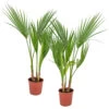 2x Washingtonia Robusta - Palmier Mexicain - Palmier Extérieur - Persistant – ⌀14 Cm - ↕35-45 Cm -Flora Soldes 640b77cca0dcf8.74720238