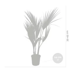 Washingtonia Robusta - Palmier Mexicain - Palmier Extérieur - Persistant – ⌀14 Cm - ↕35-45 Cm -Flora Soldes 640b77d49afa85.48741043