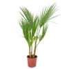 Washingtonia Robusta - Palmier Mexicain - Palmier Extérieur - Persistant – ⌀14 Cm - ↕35-45 Cm -Flora Soldes 640b77d49eb111.56948759