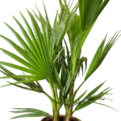 Washingtonia Robusta - Palmier Mexicain - Palmier Extérieur - Persistant – ⌀14 Cm - ↕35-45 Cm -Flora Soldes 640b77d4b85e14.05670947