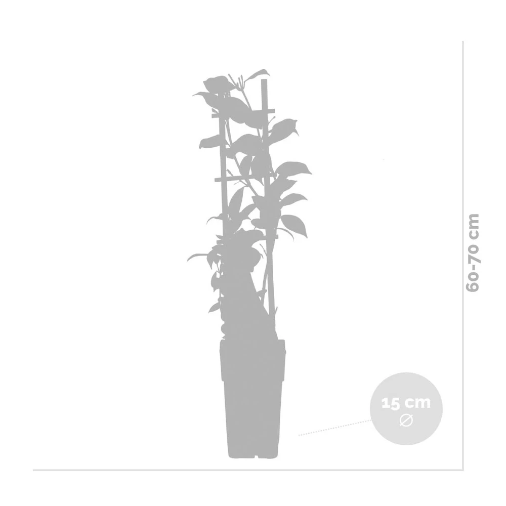 Glycine 'alba' - Glycine - Blanche - Plante Grimpante - Peu D'entretien – ⌀15 Cm - ↕60-70 Cm 5 Glycine 'alba' - Glycine - Blanche - Plante Grimpante - Peu D'entretien – ⌀15 Cm - ↕60-70 Cm - Image 4
