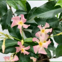 3x Trachelospermum 'pink Showers' – Jasmin De Toscane – Plante Grimpante – ⌀9 Cm - ↕15-20 Cm -Flora Soldes 640b77ef849b52.69347073