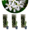 3x Trachelospermum Jasminoides – Jasmin De Toscane – Plante Grimpante – Rustique – ⌀9 Cm - ↕15-20 Cm -Flora Soldes 640b77fd99b268.48719897