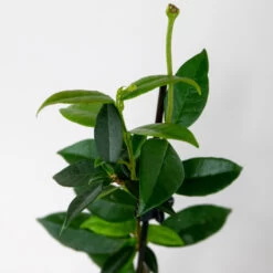 3x Trachelospermum Jasminoides – Jasmin De Toscane – Plante Grimpante – Rustique – ⌀9 Cm - ↕15-20 Cm -Flora Soldes 640b77fdc53058.17205332