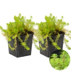 2x Myriophyllum 'red Stem' – Featherwort – Oxygen Plant – Zone 2 à 5 – ⌀11 Cm - ↕15-25 Cm -Flora Soldes 640b7815459855.66766136