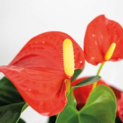 Anthurium 'aristo' Orange - Plante Flamingo - Entretien Facile - ⌀14 Cm - ↕45-55 Cm -Flora Soldes 640b783c1a67b2.46936634